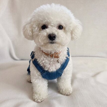 Bichon Frise Denim Overalls
