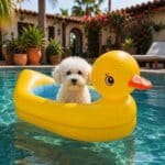 Bichon Frise Duck Float