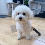 Bichon Frise Halloween Headwear