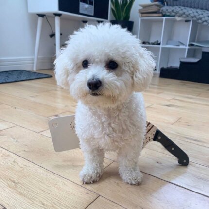 Bichon Frise Halloween Headwear
