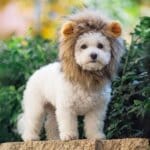 Bichon Frise Lion Costume