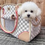 Bichon Frise Luxury Transporter