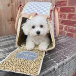 Bichon Frise Luxury Transporter