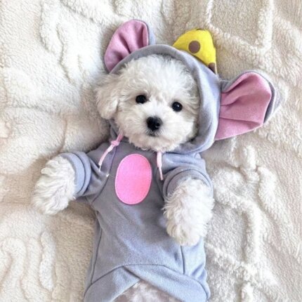 Bichon Frise Mouse Costume