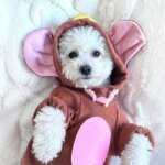 Bichon Frise Mouse Costume