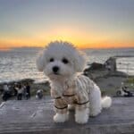 Bichon Frise Plaid Dog Shirt