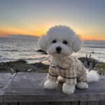 Bichon Frise Plaid Dog Shirt