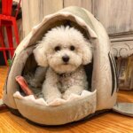 Bichon Frise Pup Shark Bed