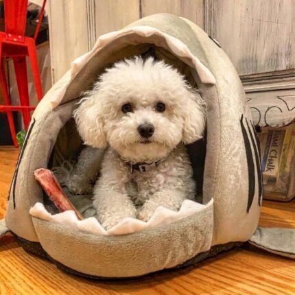 Bichon Frise Pup Shark Bed