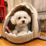 Bichon Frise Pup Shark Bed