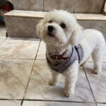 Bichon Frise Reflective Harness & Leash