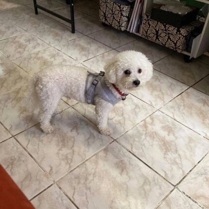 Bichon Frise Reflective Harness & Leash