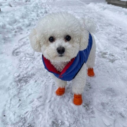 Bichon Frise Reversible Winter Jacket