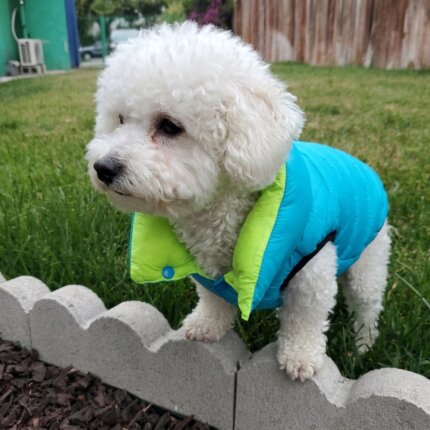 Bichon Frise Reversible Winter Jacket