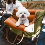 Bichon Frise Space Boost Seat