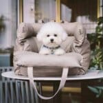 Bichon Frise Space Boost Seat