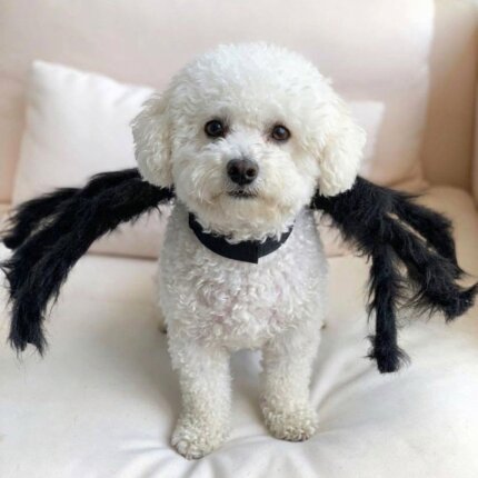 Bichon Frise Spider Costume