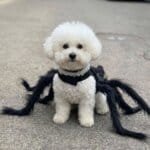 Bichon Frise Spider Costume