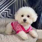Bichon Frise Winter Cardigan