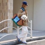 BichonGo Bichon Frise Carrier