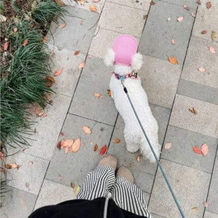 Breathable Mesh Bichon Frise Sun Hat