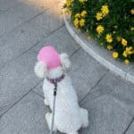 Breathable Mesh Bichon Frise Sun Hat