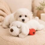 Calming Bichon Frise Heartbeat Toy