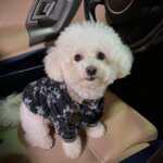 Chewy V Shaggy Dog Hoodie – Black
