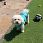 Chill Out Bichon Frise Vest