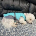 Chill Out Bichon Frise Vest