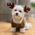 Christmas Bichon Reindeer Jumpsuit