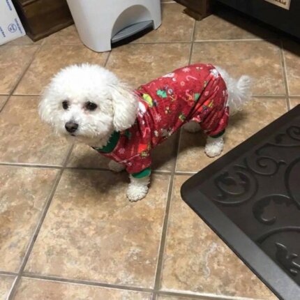 Christmas Red Bichon Pajama