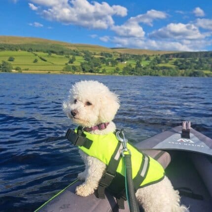 Classic Bichon Frise Swimming Vest