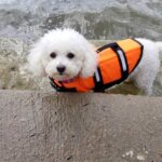 Classic Bichon Frise Swimming Vest