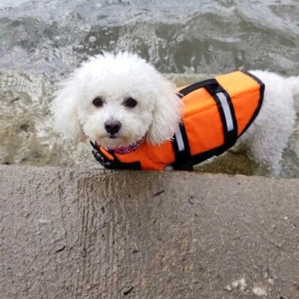 Classic Bichon Frise Swimming Vest
