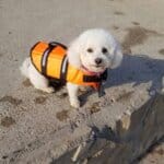 Classic Bichon Frise Swimming Vest