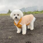 Colorblock Bichon Frise Jacket