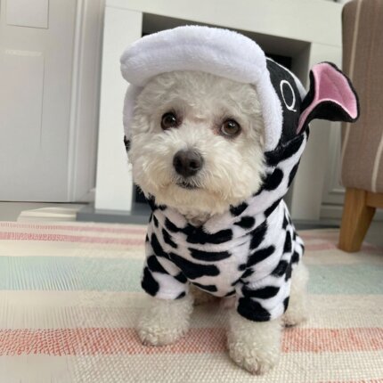 Cow Bichon Frise Costume