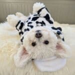 Cow Bichon Frise Costume
