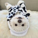 Cow Bichon Frise Costume