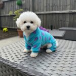 Dino Bichon Costume