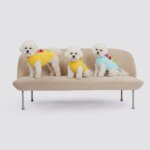 Dino Bichon Frise Fleece Vest
