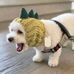 Dino Halloween Bichon Hat