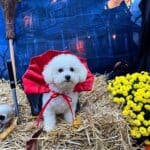 Dracula Bichon Frise Halloween Costume