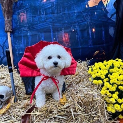 Dracula Bichon Frise Halloween Costume