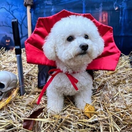Dracula Bichon Frise Halloween Costume