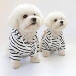 Fleece-Lined Bichon Frise Hoodie