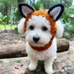 Fox Bichon Frise Halloween Hat