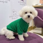 Furendi Green Bichon Frise Hoodie