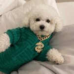 Furendi Green Bichon Frise Hoodie